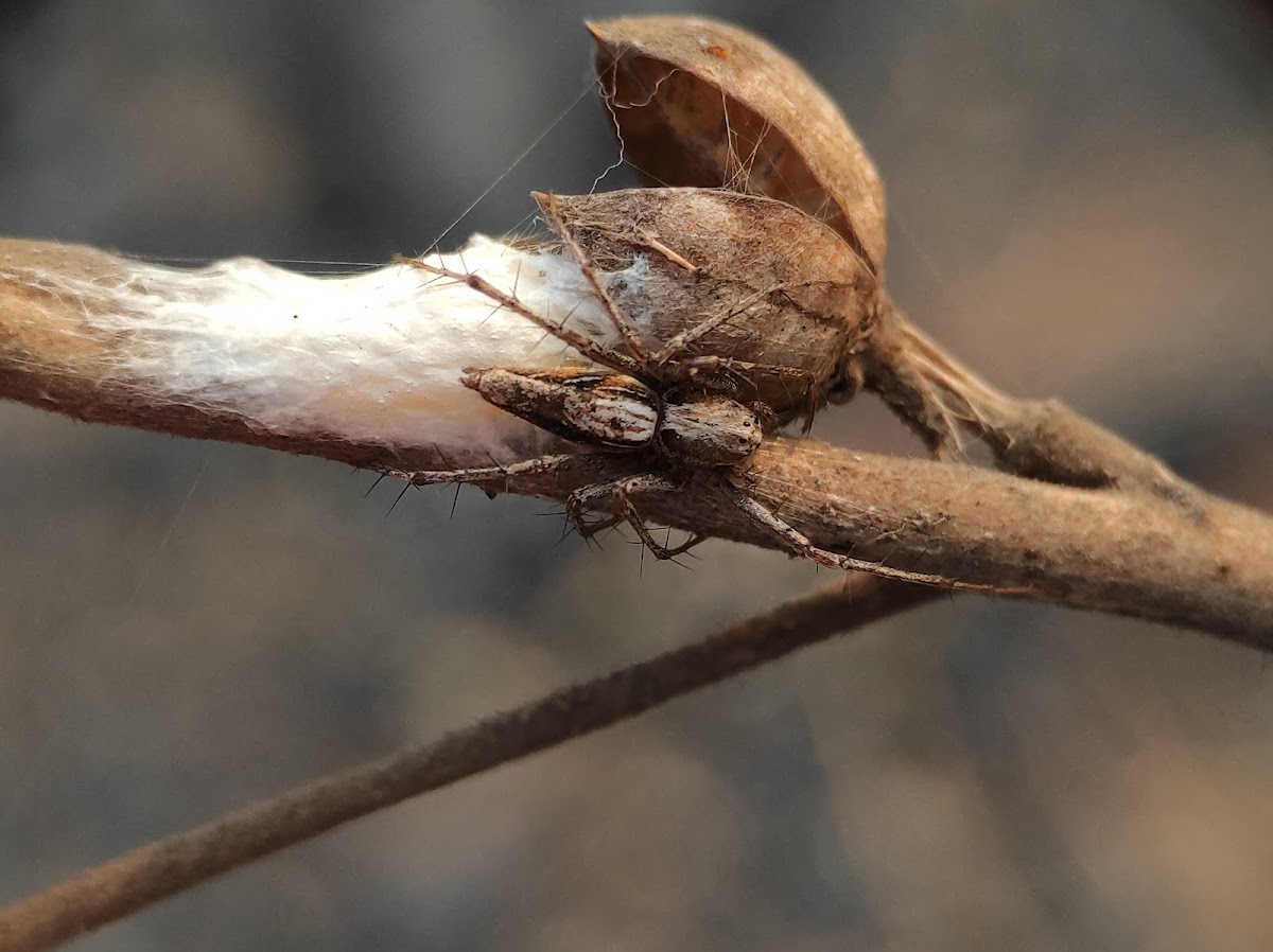 Lynx spider