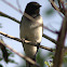 Black-headed Cuckooshrike