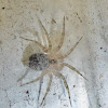 Wall Spider