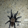 Texas Brown Tarantula