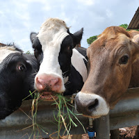 Il trio Lescano di 