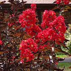 Crape Myrtle