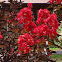 Crape Myrtle