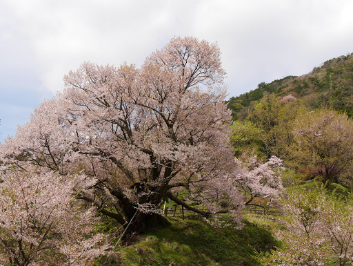 千年桜３