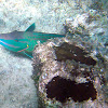 Stoplight Parrotfish