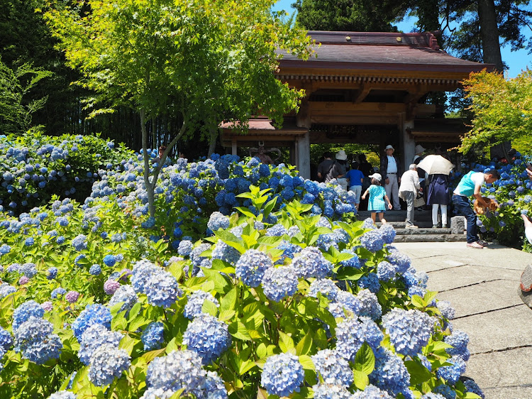オデッセイのドライブ・秋田・男鹿・雲昌寺・あじさいに関するカスタム事例の投稿画像1枚目
