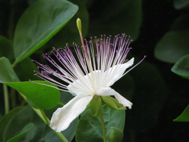 Capperi... che fiore di PasVit