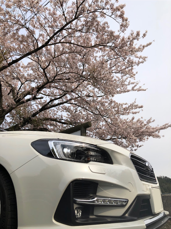 レヴォーグの島根県・大田市・三瓶山・浮布池・桜と愛車のコラボに関するカスタム事例の投稿画像5枚目