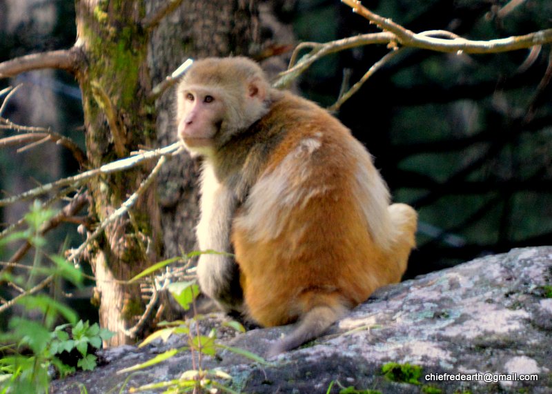 rhesus macaque