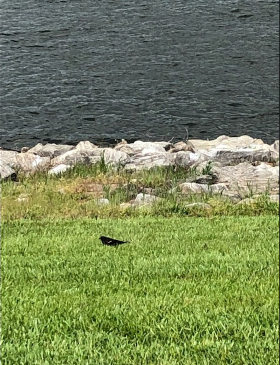 Red-winged Blackbird