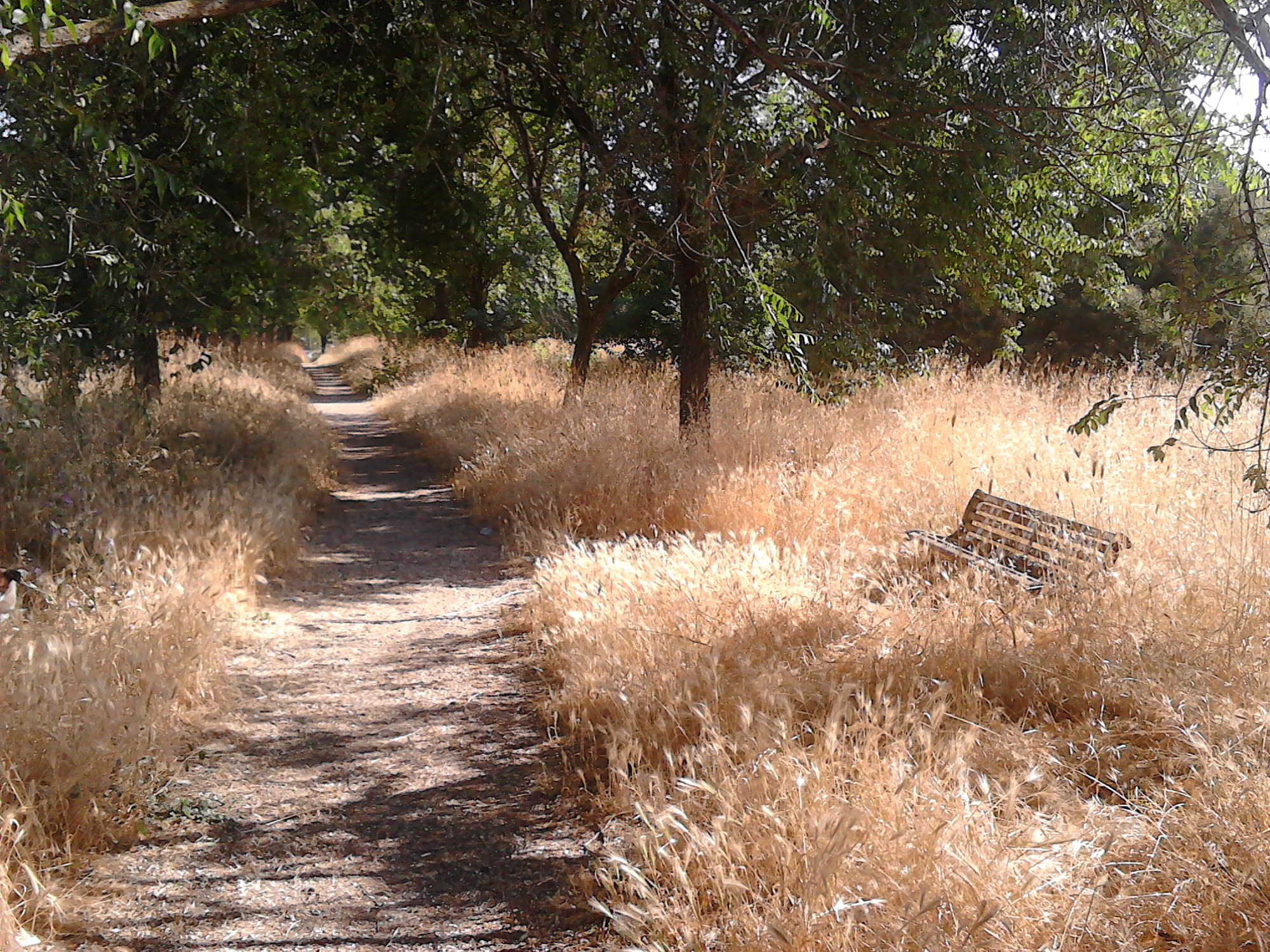 savana locale di scattodragoncello