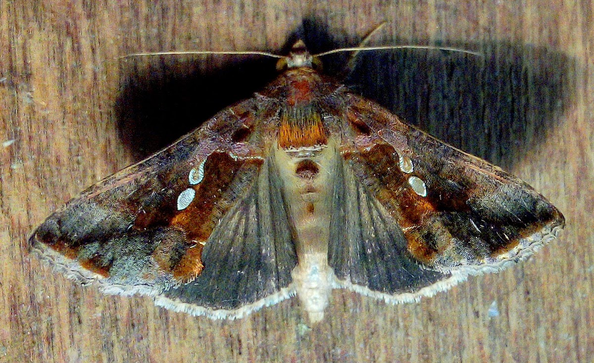 Golden twin-spot moth