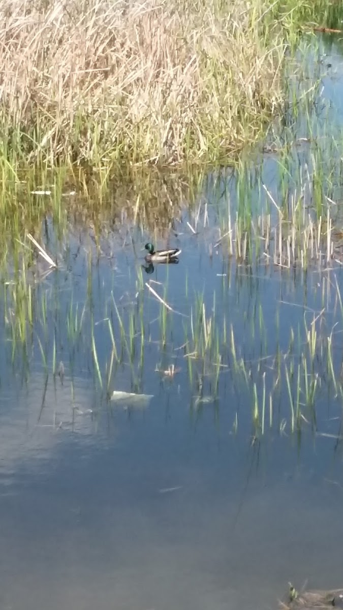 Mallard Duck