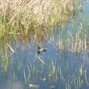 Mallard Duck