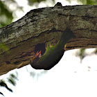 Brown-Headed Barbet