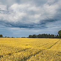 Giugno tra i campi di 