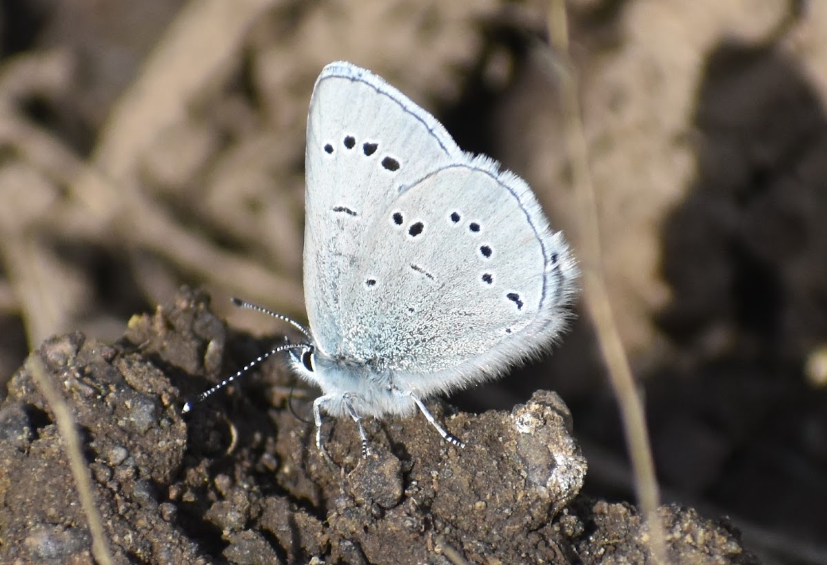 Silvery Blue