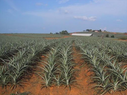 The Del Monte Farm in Thika town on November 2010. /FILE