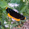 Owlet moth