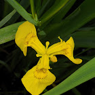 Yellow iris