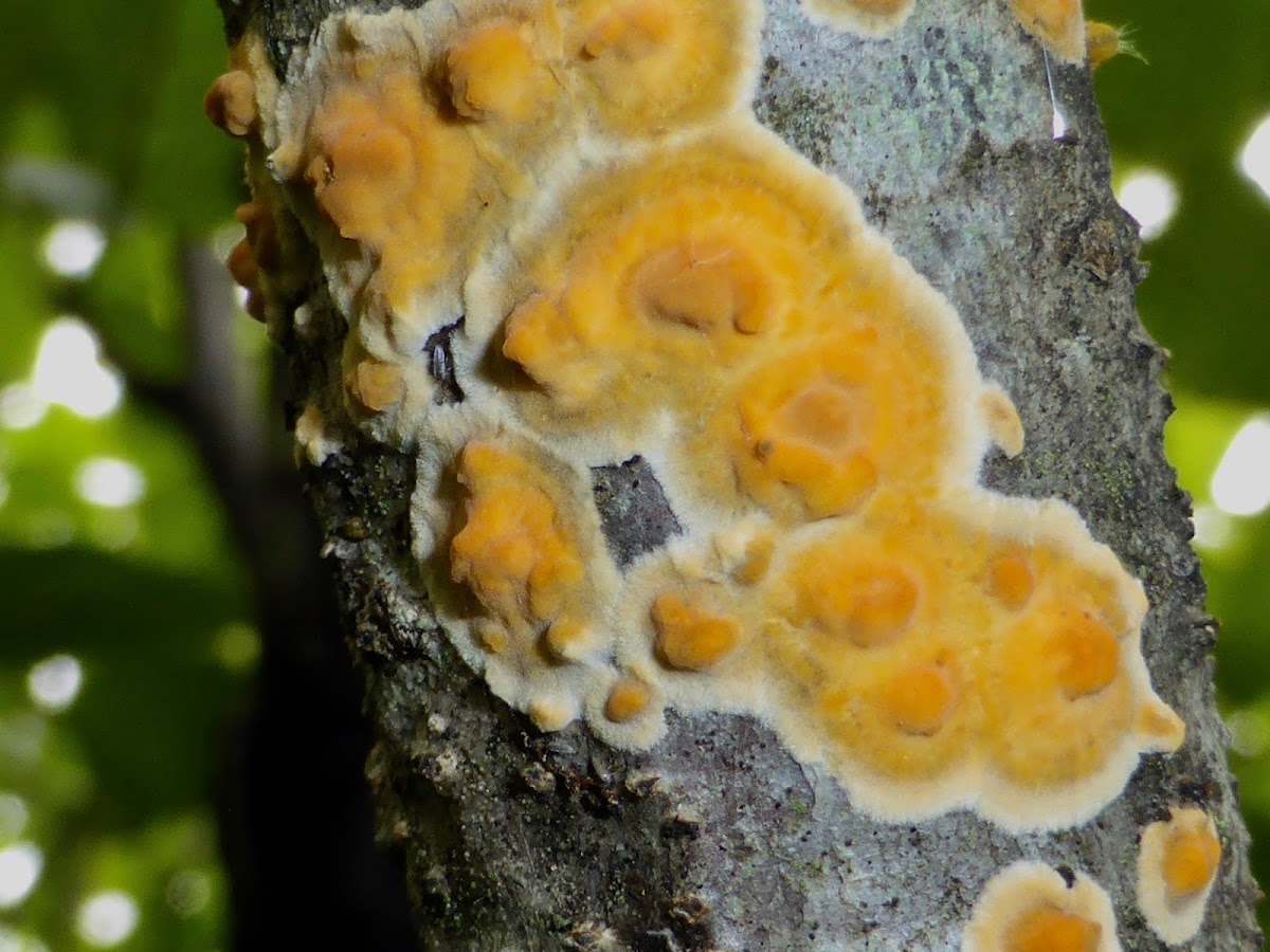 Shelf Fungus