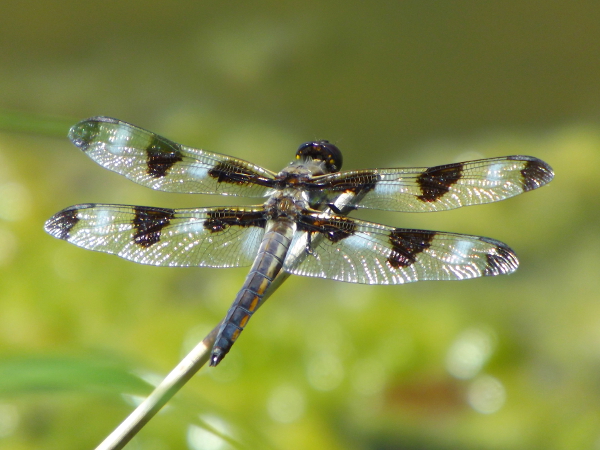 Twelve-Spotted Skimmer