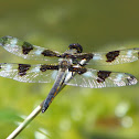 Twelve-Spotted Skimmer