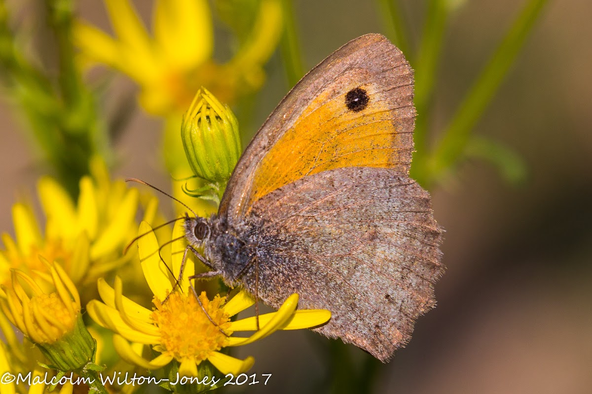 Meadow Brown