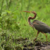 Heron - Purple Heron