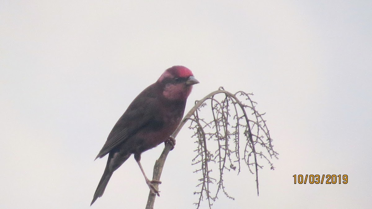 Dark-breasted Rosefinch