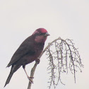 Dark-breasted Rosefinch