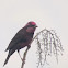 Dark-breasted Rosefinch