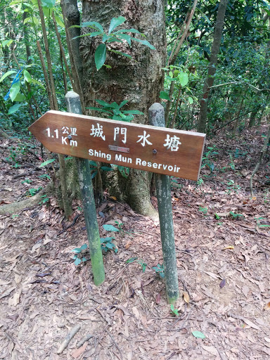  城門水塘 To Shing Mun Reservoir