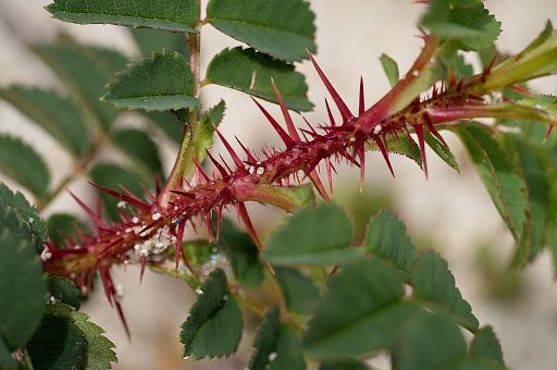 Rosa pimpinellifolia