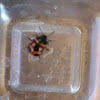 Swamp Milkweed Beetle