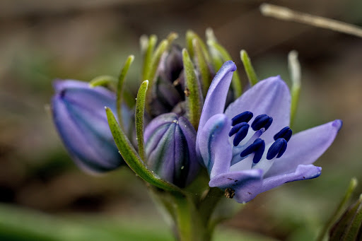 Scilla verna