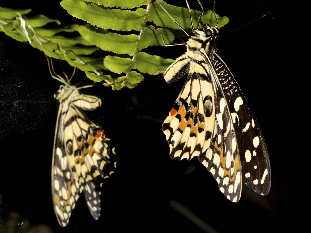 Lime Butterfly