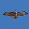 Red Tailed Hawk