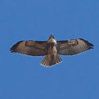 Red Tailed Hawk