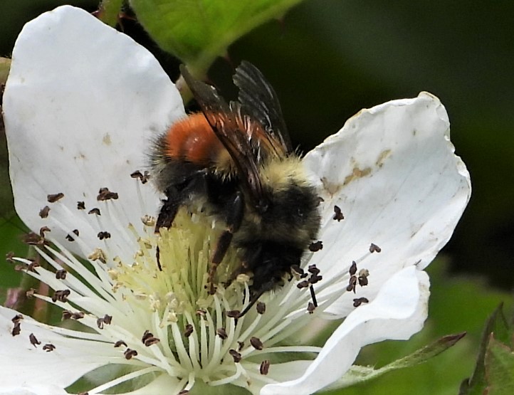 Black-tailed Bumble Bee