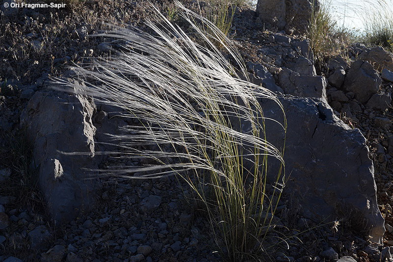 Arabian Feather Grass