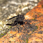 Fungus Gnat