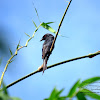 Spangled Drongo