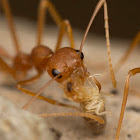 Weaver Ants