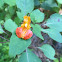 Orange Jewelweed