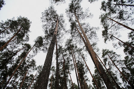 Свадебный фотограф Нолла Малова (nolla). Фотография от 3 марта 2017