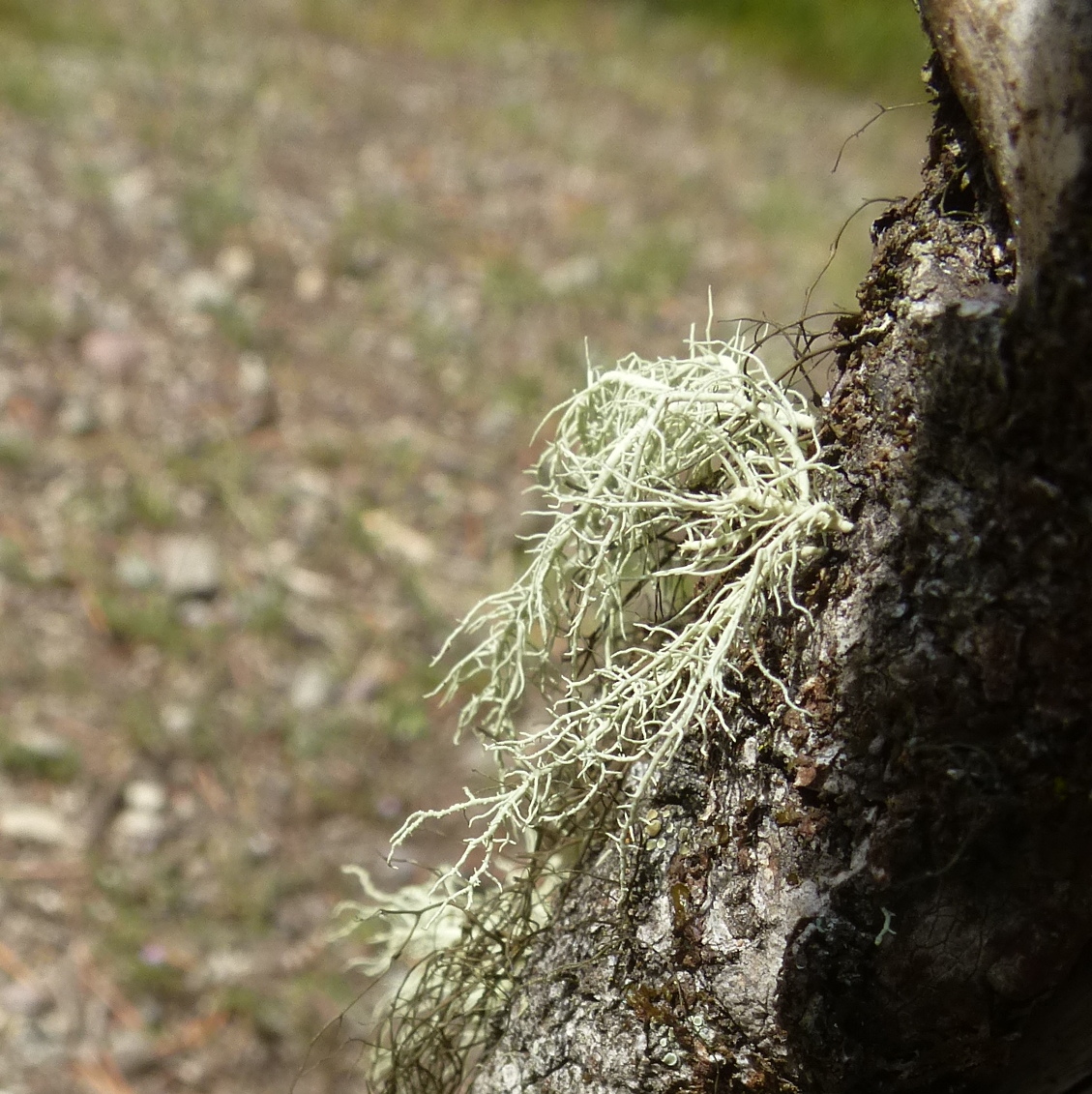 Fish Bone Beard Lichen