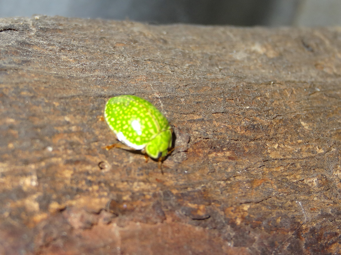 Ladybird Beetle