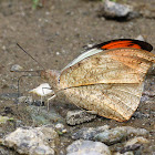 Great Orangetip Male