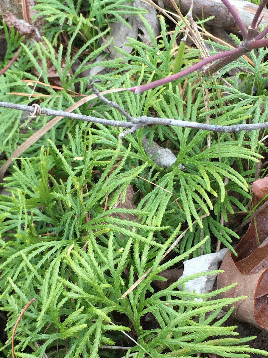 ground cedar; creeping cedar